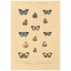 Flax Art Poster | Encyclopedia Butterfly B | FWP-AP-EN2B